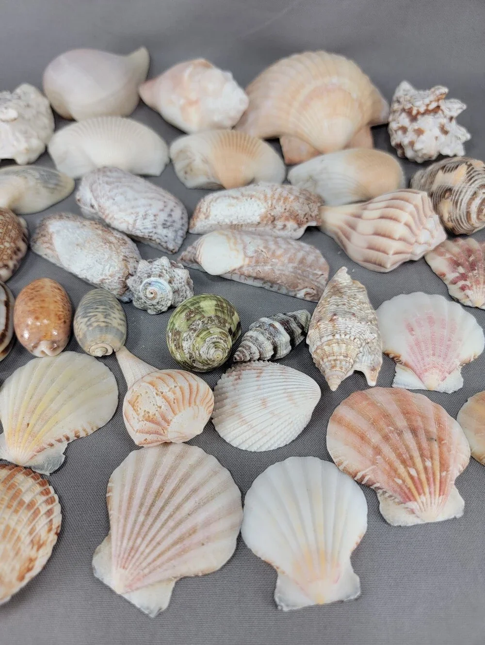 Assorted Seashell Shell Lot Coastal Beach Wedding Crafts Nautical Decor